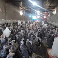 فروش عمده بوقلمون بوربون برنز کیفیت عالی