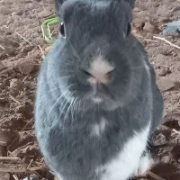 خرگوش در رنگ های متفاوت