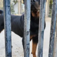 روت وایلر اصیل|سگ|کرج, جهان‌شهر|دیوار