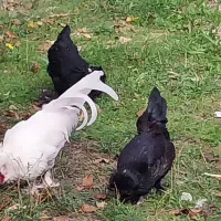 مرغ های اصل وزینتی|حیوانات مزرعه|مشگین شهر, |دیوار