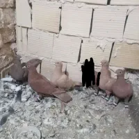 کفتر پنج عدد سرخ و زرد کرمونی قلدور همه چیز تموم|پرنده|تربت‌حیدریه, رضاشهر|دیوار