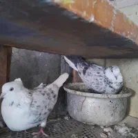 کبوتر پرشی|پرنده|تهران, جهاد|دیوار