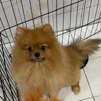 پامرین خرسی