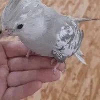 عروس هلندی ماده
