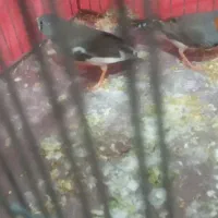 یک جفت فنچ|پرنده|کرج, خرمدشت|دیوار