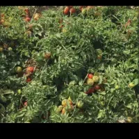 گوجه دست چین شده قوچان و ابگیری گوجه انجام میشود|خوردنی و آشامیدنی|مشهد, بهمن|دیوار