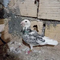 اسایر