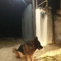 سگ گمشده|سگ|زرندیه, |دیوار