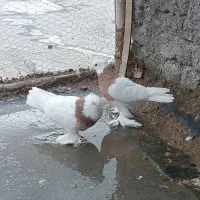 کبوتر پاپر طوقی زرد