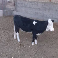 نوکل سمینتال