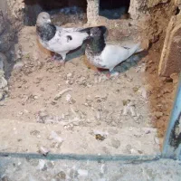 کبوتر باش سپه نر و ماده اوچوب اوینیان