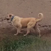 واگذاری ماده پژدر|سگ|رزن, |دیوار