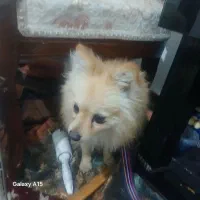 سگ پامر|سگ|شهریار, ابراهیم‌آباد|دیوار