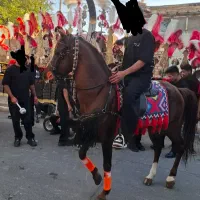 اسب نریان عرب