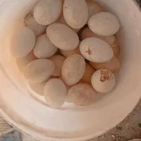 تخم قو غاز اوکراینی