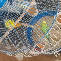 سه عدد مرغ عشق|پرنده|خمینی‌شهر, |دیوار