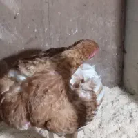 خروس لاری ومرغ لاری|حیوانات مزرعه|رشت, حومه رشت|دیوار