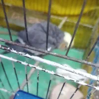 عروس هلندی|پرنده|قره ضیاالدین, |دیوار