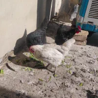 ۴ عدد مرغ رسمی