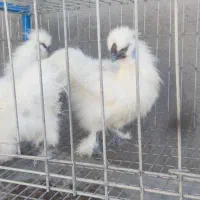 مرغ و خروس ابریشمی