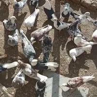 ۳۰ تا کفتر خال پرشی