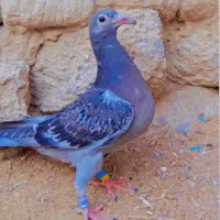 کبوتر جوجه آلمانی مصافتی