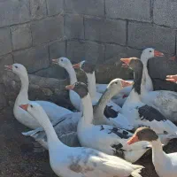 غاز|حیوانات مزرعه|شوشتر, |دیوار