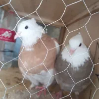 طوقی|پرنده|مبارکه, |دیوار