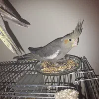 عروس هلندی نر جوجه 2 ماهه
