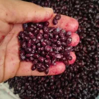 زرشک کوهی|خوردنی و آشامیدنی|رودشت (چهارمحال و بختیاری), |دیوار