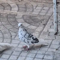 ماده کفتر عالی|پرنده|گرمسار, |دیوار