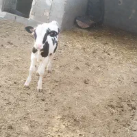 گوساله هلشتاین برای داشت