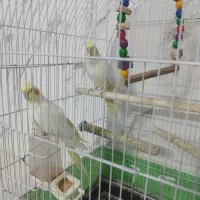 دو عدد عروس هلندی ماده با قفس