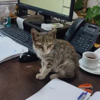 واگذاری فرشته کوچولو