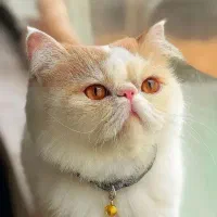 بیربتیش پرشین ۸ماهه