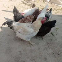 مرغ وخروس محلی