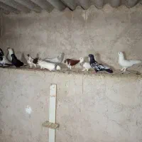 کبوتر رنگی|پرنده|جم, |دیوار