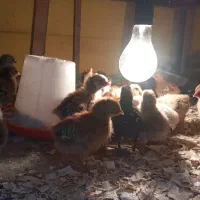 حیوانات مزرعه|حیوانات مزرعه|کلاچای, |دیوار