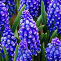 پیاز گلهای معطر