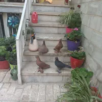 کبوتر راعبی|پرنده|تهران, فدک|دیوار