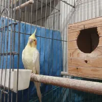 عروس هلندی نر و بالغ