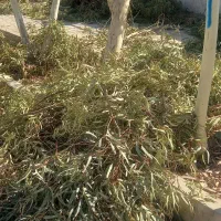 برگ  اکالیپتوس