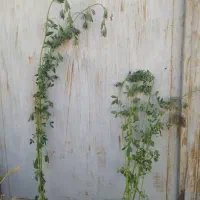 فروش کود مخصوص یونجه وچغندر