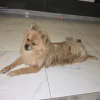 سگ پامر نر