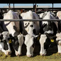 استخدام کارگر گاوداری با بیمه و اسکان