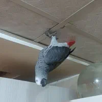 کاسکو گمشده|پرنده|آبادان, |دیوار