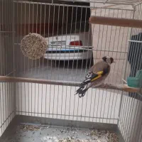 سهره نر|پرنده|تهران, مشیریه|دیوار