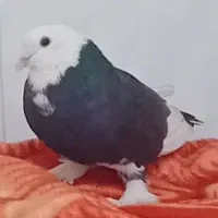 یک کبوتر پاپر