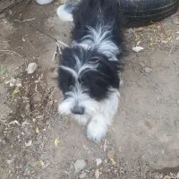 حیوانات خانگی|سگ|بافت, |دیوار