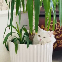 گربه پرشین ماده فروشی|گربه|ارومیه, |دیوار